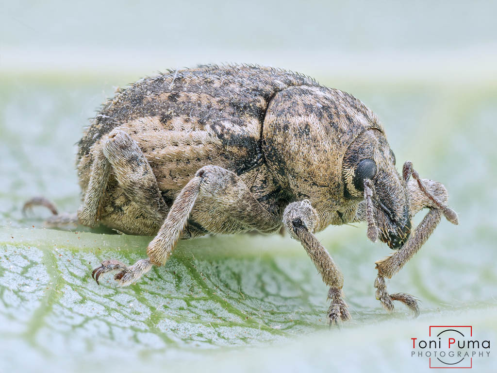 Curculionidae siciliano: Brachypera (Antidonus) zoilus